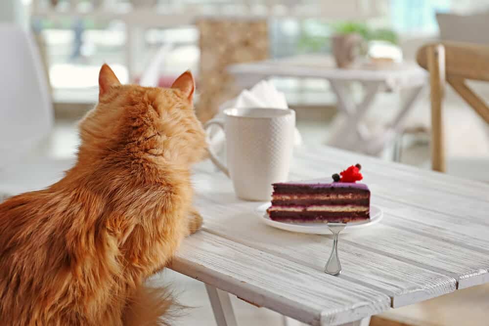 Kattakaffihúsið Reykjavik's First Cat Cafe I am Reykjavik