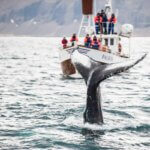 whale watching iceland