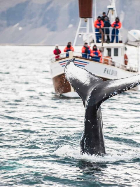 Whale Watching in Iceland: An Unforgettable Adventure 1 whale watching iceland