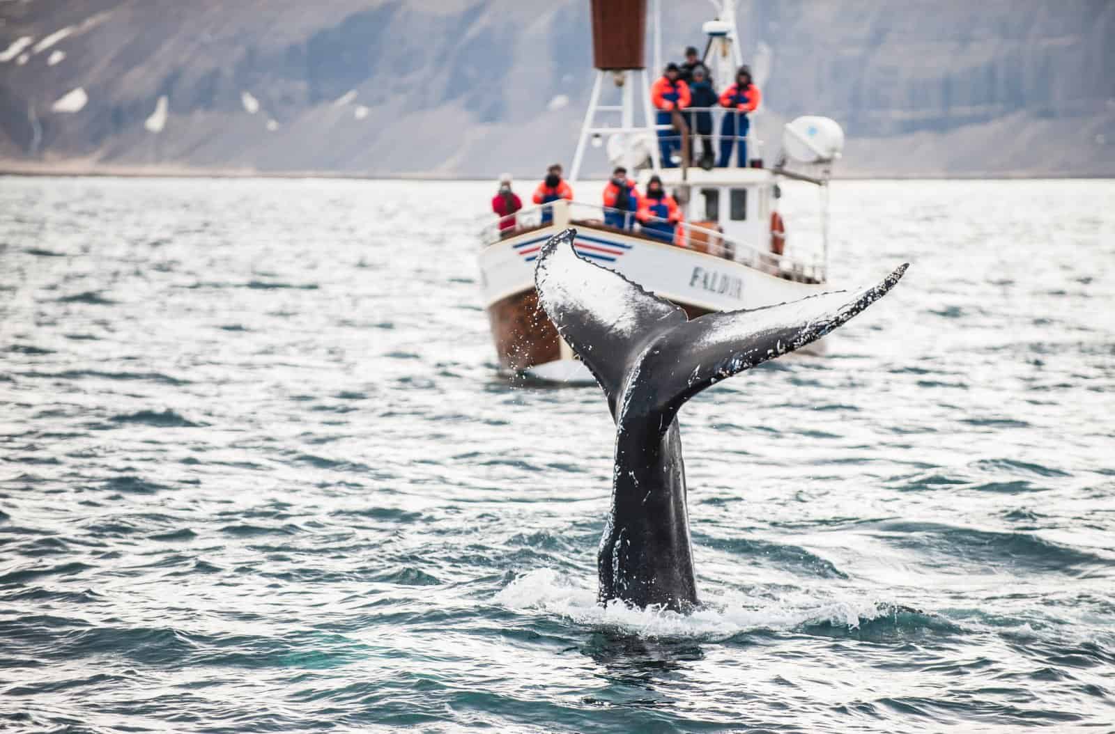 whale watching iceland
