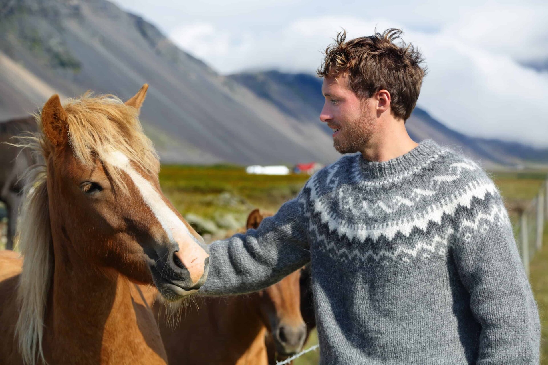 What makes Icelandic horses so special