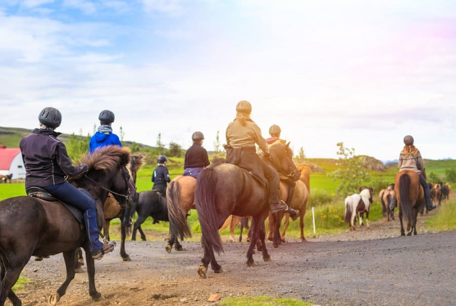 What makes Icelandic horses so special