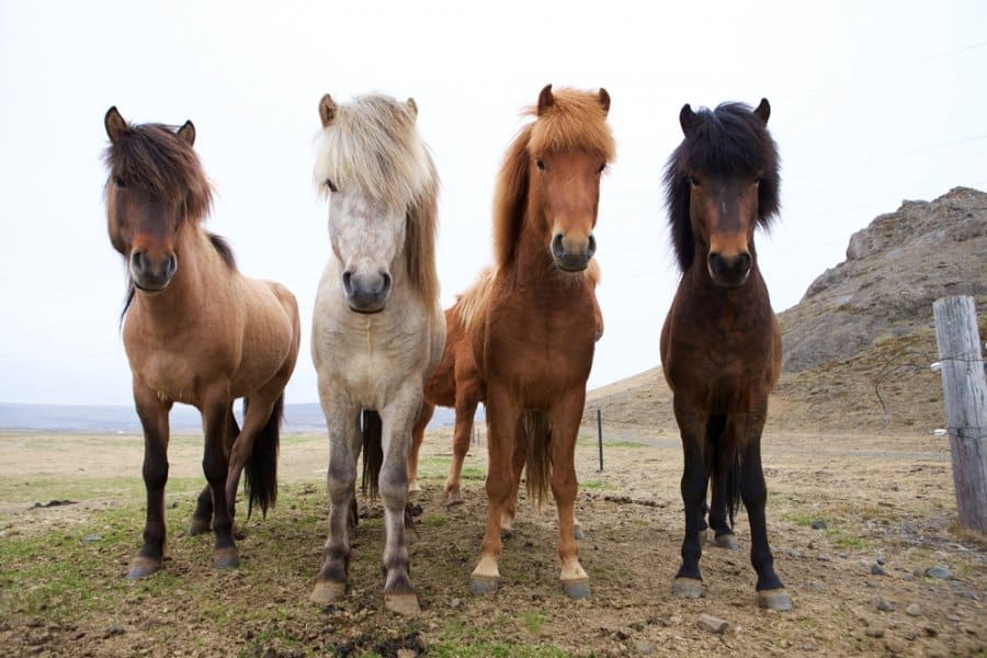 What makes Icelandic horses so special