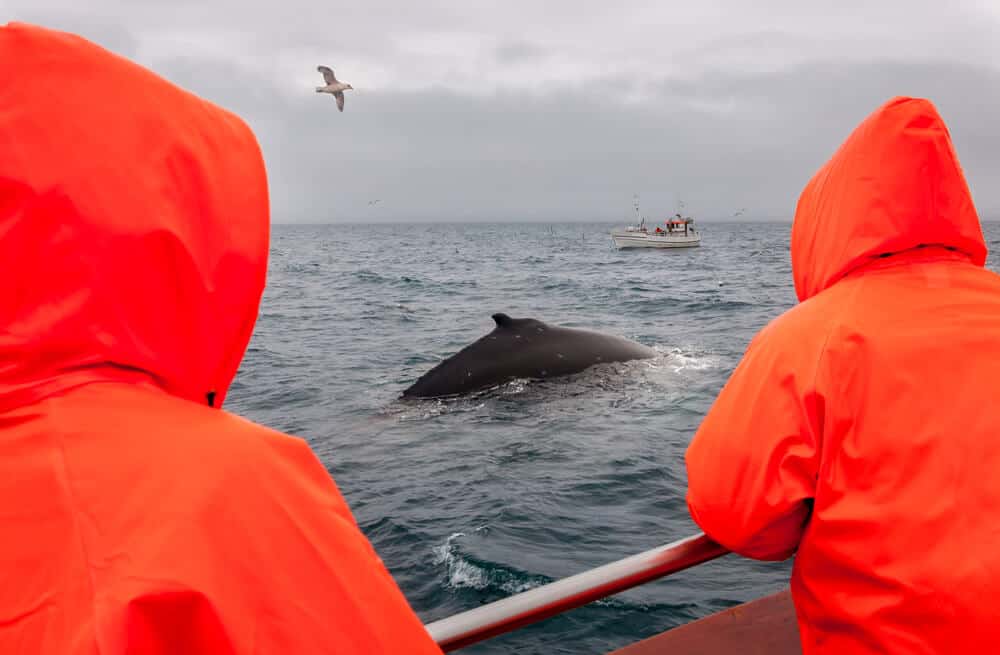 Whale Watching