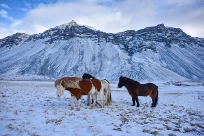 Horseback Riding