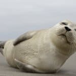 cute seal