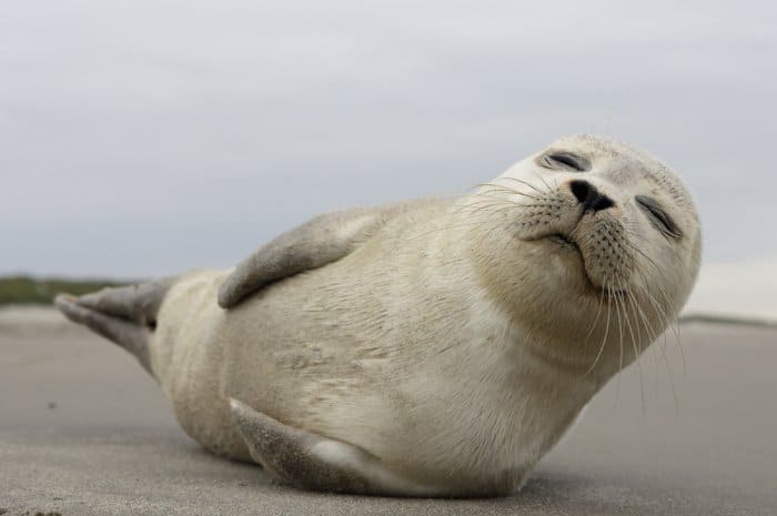 Seal Watching Iceland