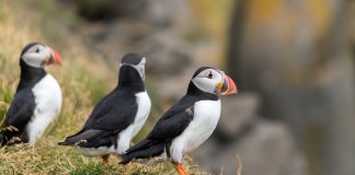Puffins Watching In Iceland