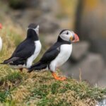 Puffins Watching In Iceland