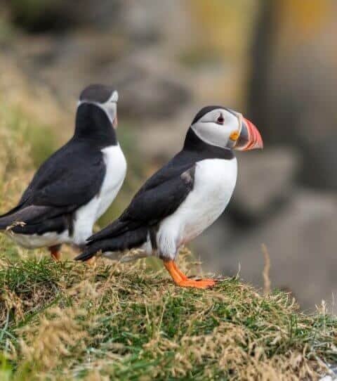 Puffins Watching In Iceland