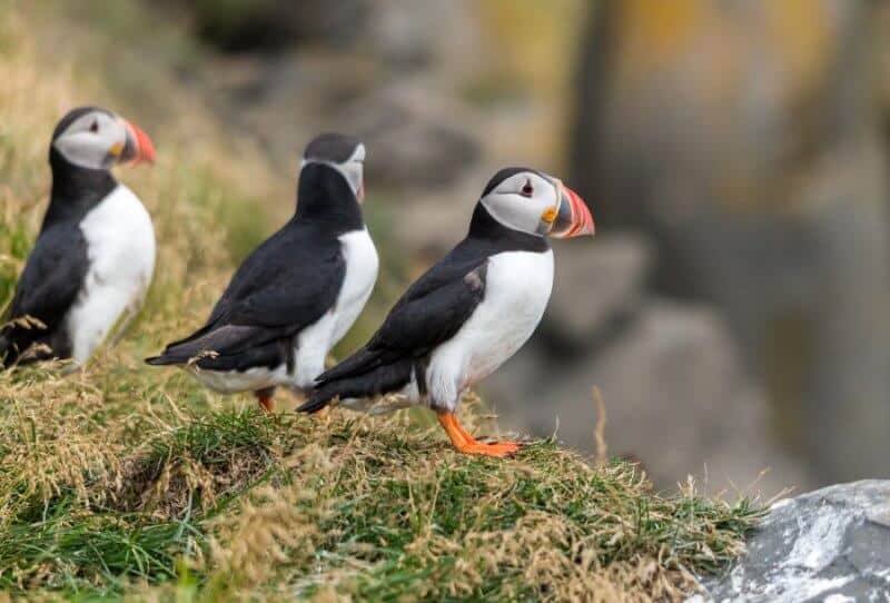 Puffin Watching In Iceland – The Cutest Bird Ever Seen In Iceland