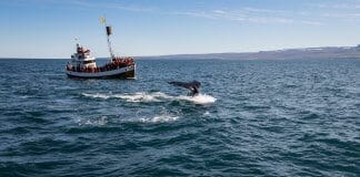 Whale Watching In Akureyri