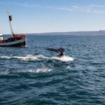 Whale Watching In Akureyri