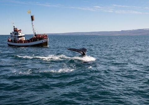 Whale Watching In Akureyri