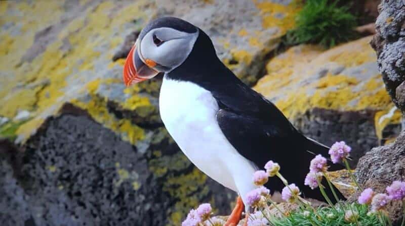 puffins watching in Iceland