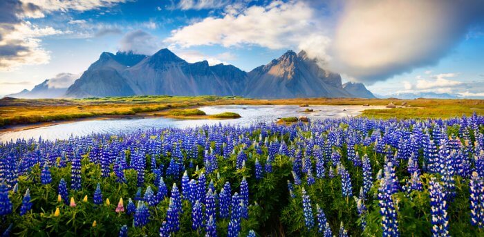 Summer landscape full with blooming lupine flowers in Iceland