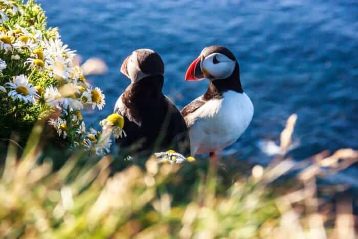 Puffin couple nesting in Iceland