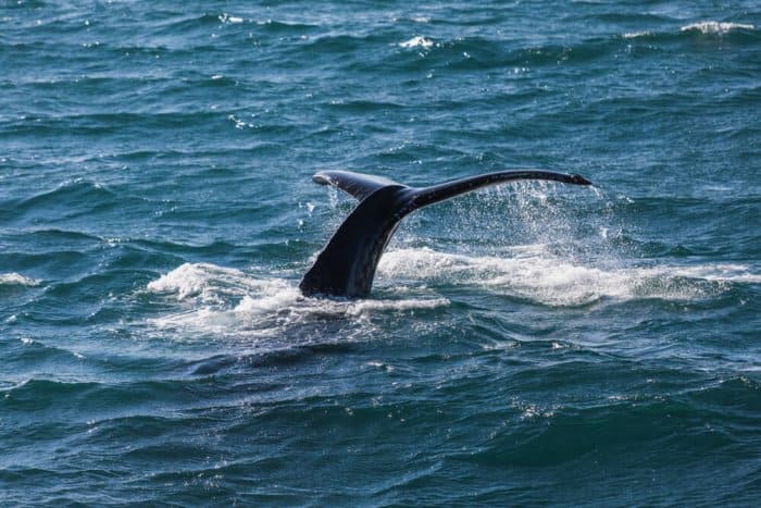 Whale watching in North Iceland from Husavik