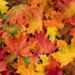 Fall leaves are a beautiful part of Iceland's weather in September