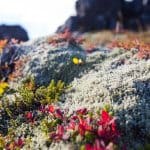 Volcanic moss with flowers in the Snaefellsnes peninsula