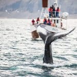 Whale watching boat excursion in Iceland