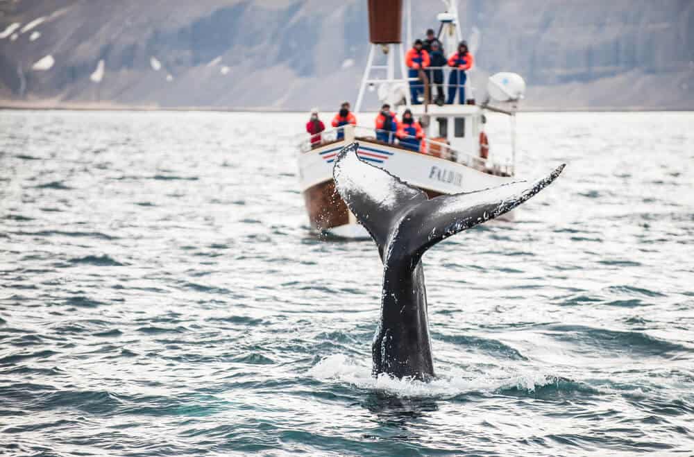 Whale watching boat excursion in Iceland