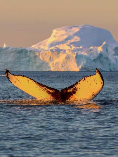 Whale tail in Arctic waters in Iceland