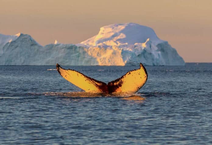 Whale tail in Arctic waters in Iceland