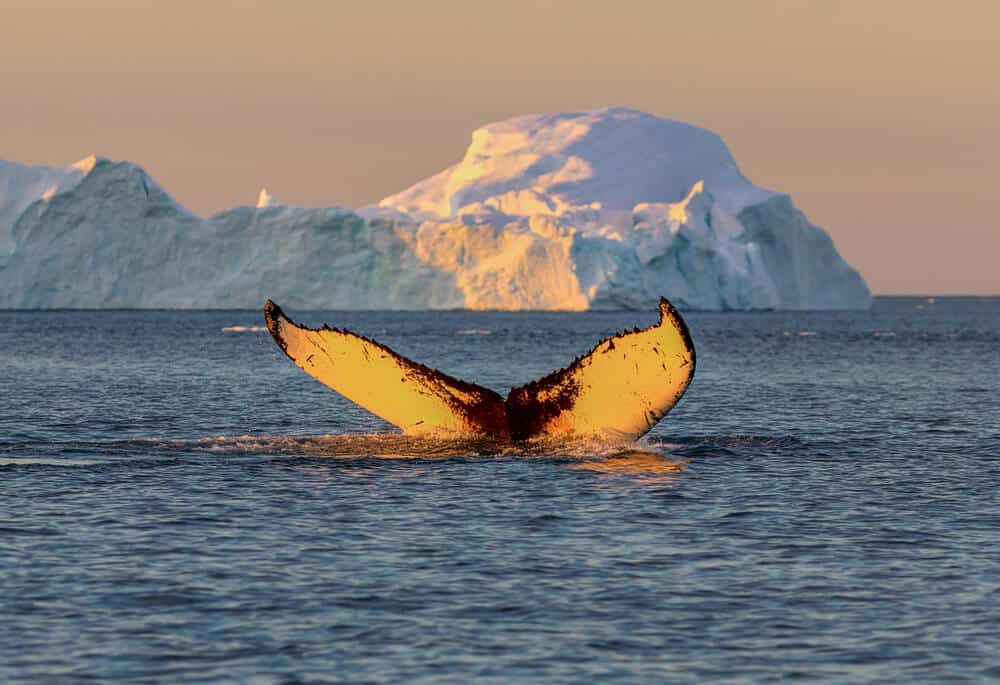 Whale tail in Arctic waters in Iceland