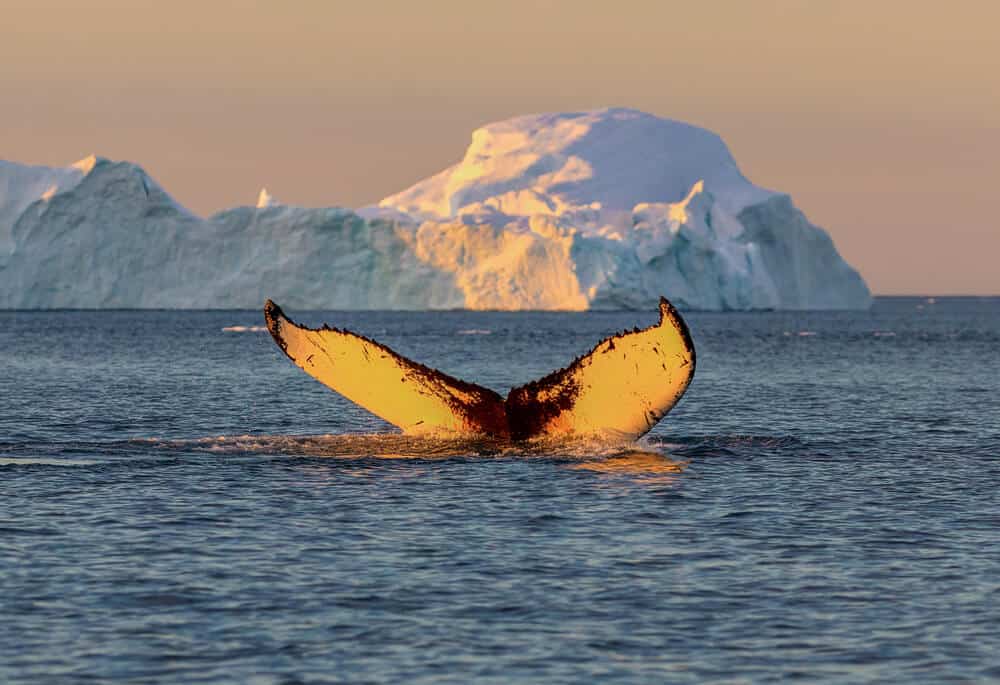 Whale Watching In Iceland – Gentle Beasts In Arctic Waters