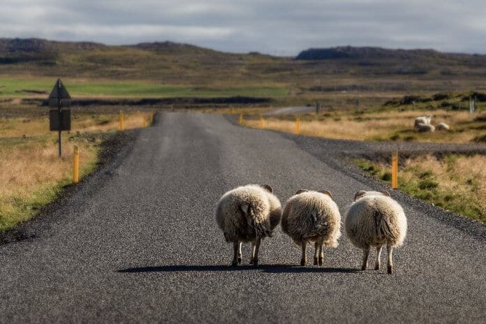 Sheep walking on the Ring Road in North Iceland