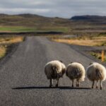 Sheep walking on the Ring Road in North Iceland