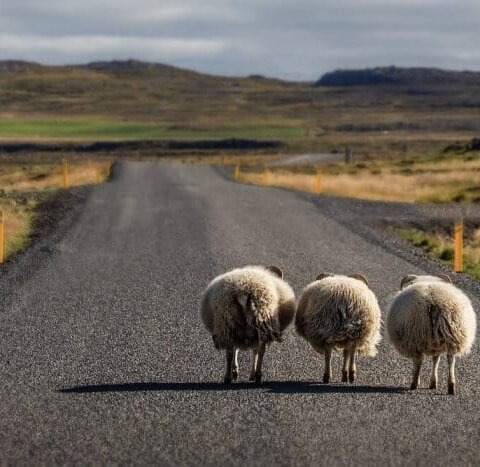 Main Stops on Iceland's Ring Road: North Iceland and Akureyri 5 Sheep walking on the Ring Road in North Iceland