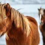 Luxury travel in Iceland with a horseback riding tour