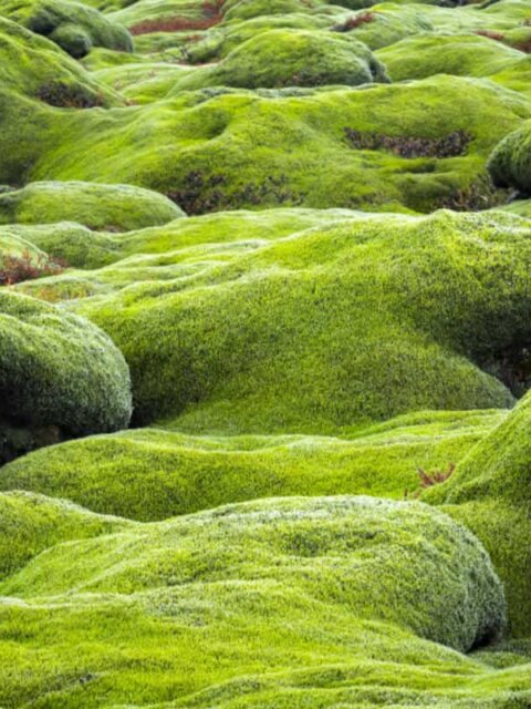 Eldhraun Lava Field in South Iceland