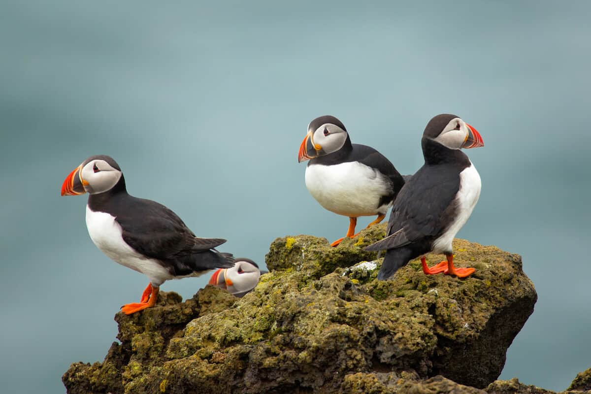 Your Iceland Family Vacation: 5 Things to Do 3 An Iceland family vacation lets you see puffins in their natural habitat