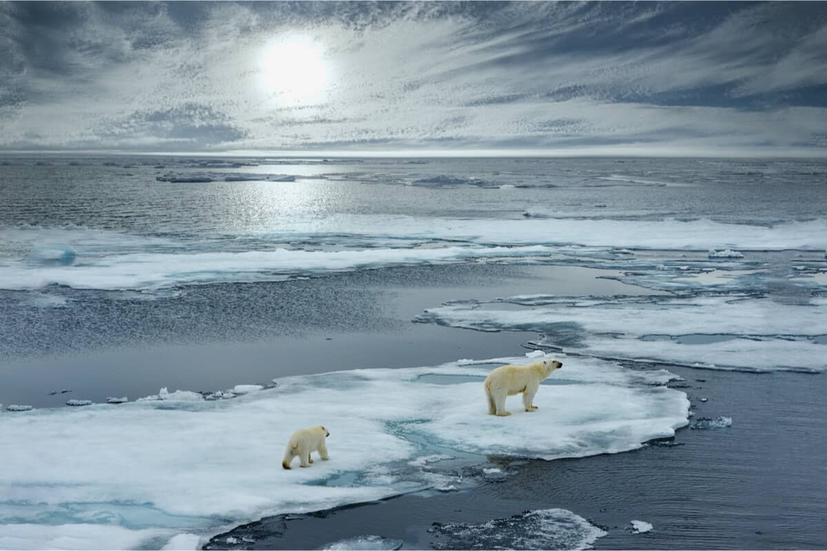 Iceland Glacier Melting: The Okjökull Glacier Extinction 3 Iceland glacier melting and polar bears