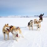 People dog sledding in the snow in Iceland