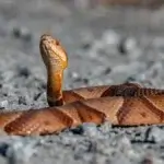 are there snakes in iceland