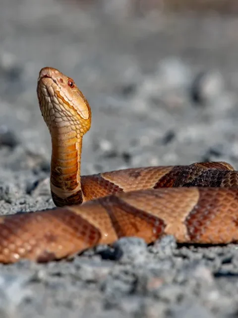 are there snakes in iceland